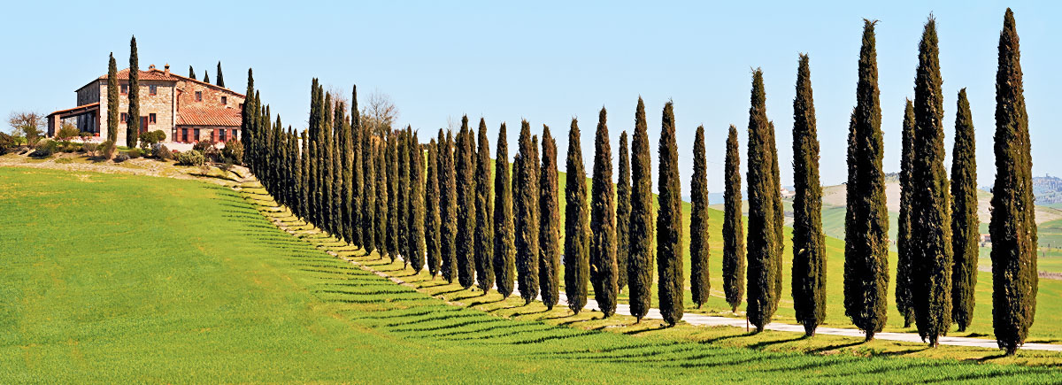 A scenic Tuscan estate with a long driveway lined by cypress trees, offering a stunning yet budget-friendly wedding venue